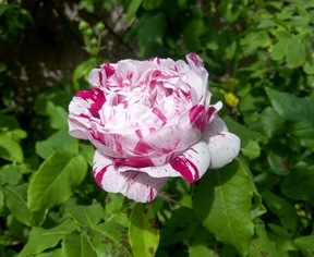 RÃ©sultat de recherche d'images pour "rose merci blog"