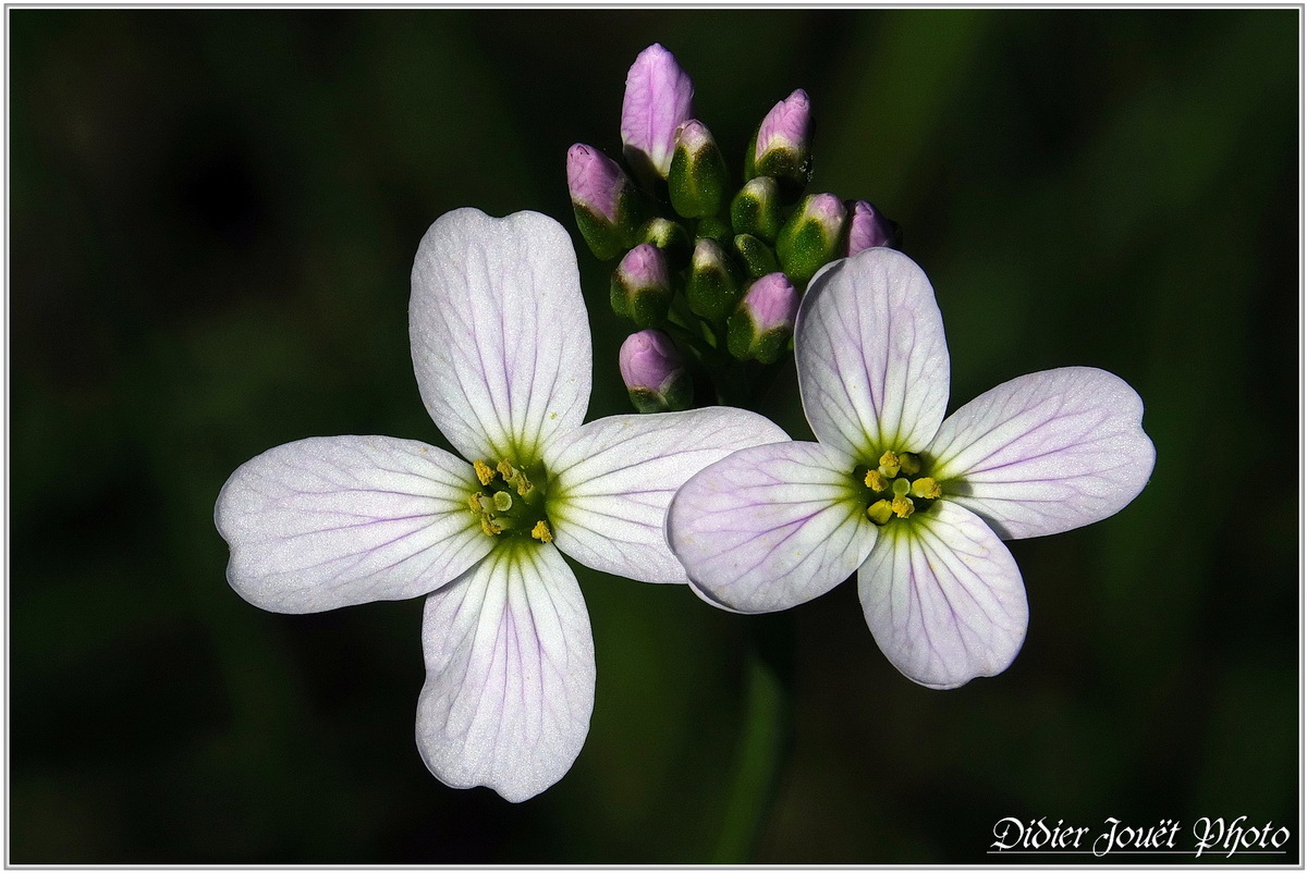 Cardamine des Prés (4) - Cardamine pratensis