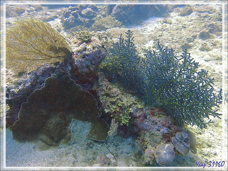 Biodiversité : éponges, coraux, gorgones, algues, anémones ... - Bank des Frères - Tsarabanjina - Mitsio - Madagascar