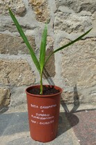 Butia eriospatha x syagrus romanzzofiana