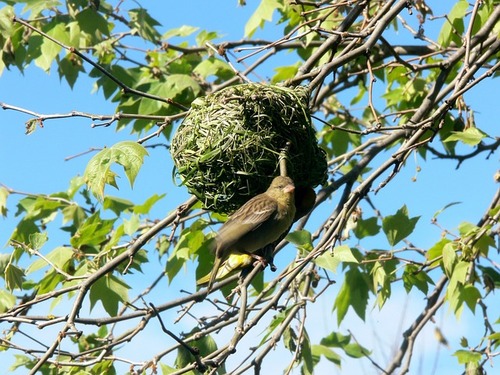 Les oiseaux...