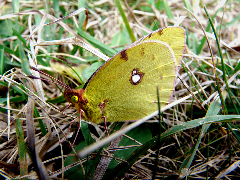 Un petit souci en montagne (Colias crocea) - Route forestière de Soulan - Boutx - 31