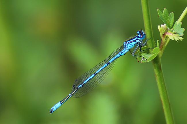 Agrion