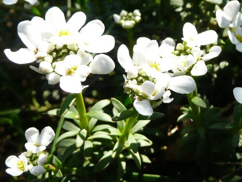 Iberis sempervirens - ibéris toujours vert