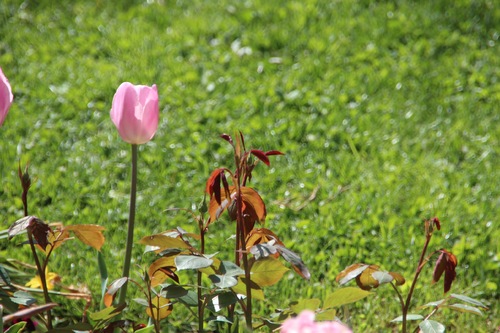 Le bal des tulipes