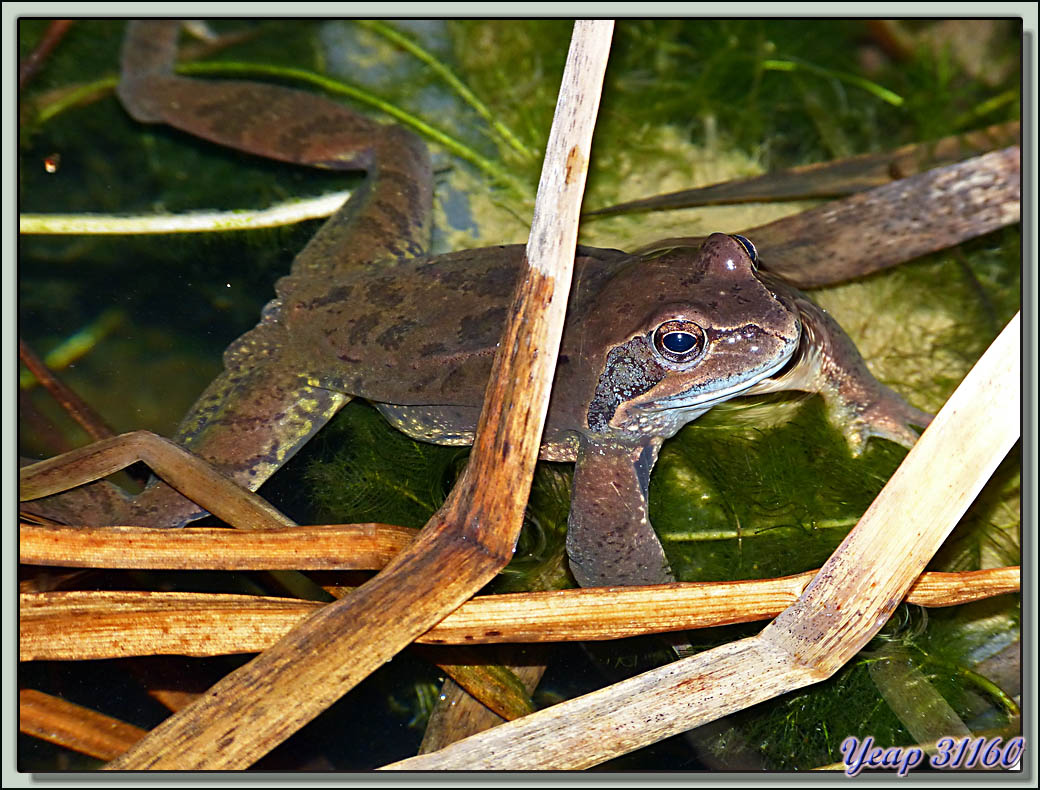 Le chant très doux du mâle de la grenouille rousse au moment des amours -  Lartigau - Milhas - 31 