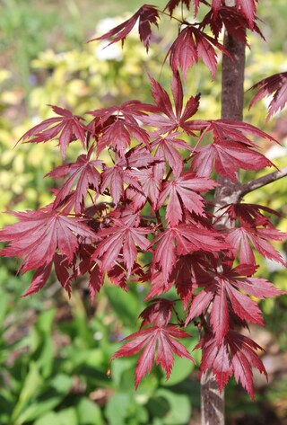 acer palmatum atropurpureum