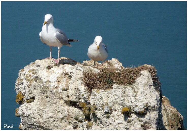 Les z'amours de z'oiseaux.