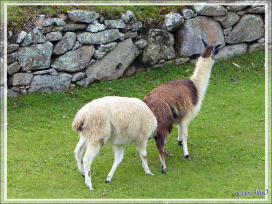 Gros câlins entre lamas - Machu Picchu - Pérou