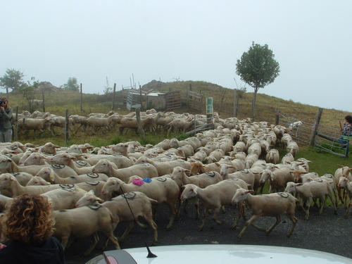 Estive des moutons dans les Pyrénnées Orientales