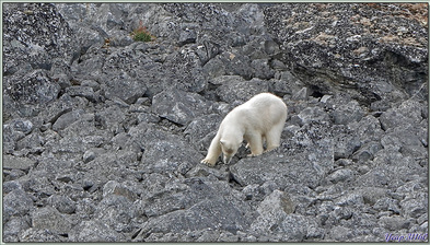 Rencontre avec le seigneur de l'Arctique : l'ours polaire - Magdalenfjord - Spitzberg - Svalbard - Norvège