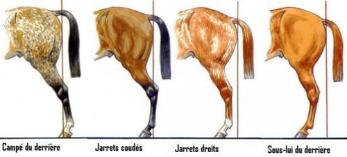 La morphologie du cheval