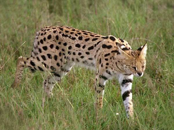 Serval