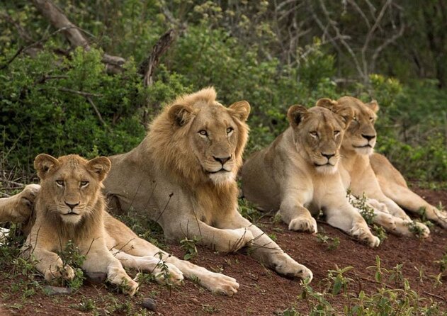 Les lions d'Asie