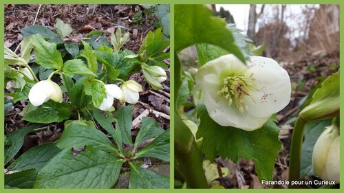 Les Hellebores 