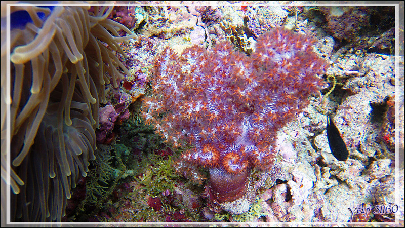 Alcyonaire épineux ou translucide, Prickly alcyonarian (Dendronephthya spp.) - Athuruga Reef - Atoll d'Ari - Maldives