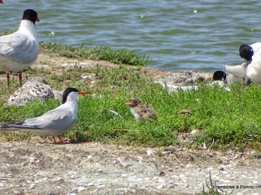 Nurserie Polder Sébastopol  Noirmoutier juin 2018