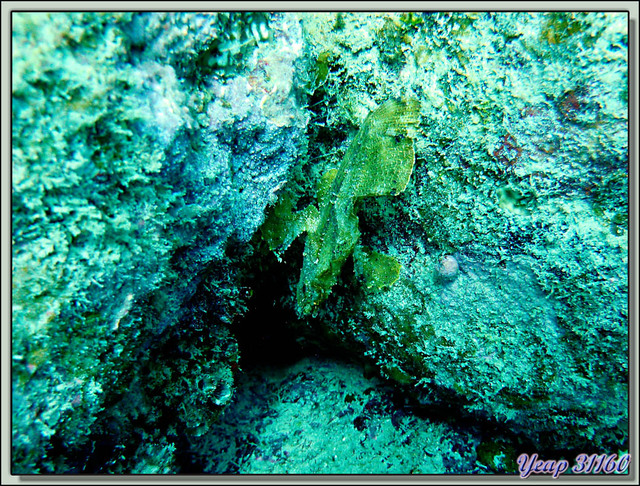 Blog de images-du-pays-des-ours : Images du Pays des Ours (et d'ailleurs ...), Un poisson étonnant: le poisson-feuille - Plongée à l'île Maurice