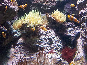 aquarium-trocadero--6-.JPG