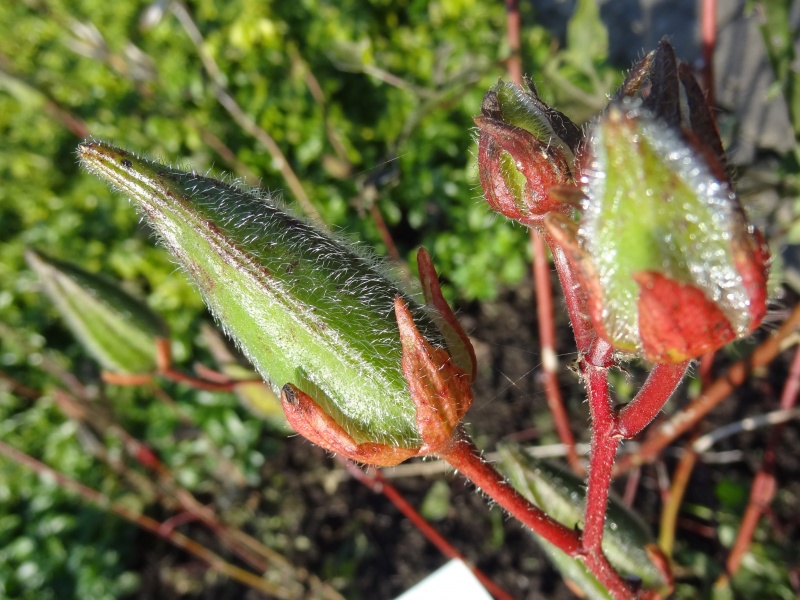 Un peu d'exotisme...Les Gombos...ou Okras :-)