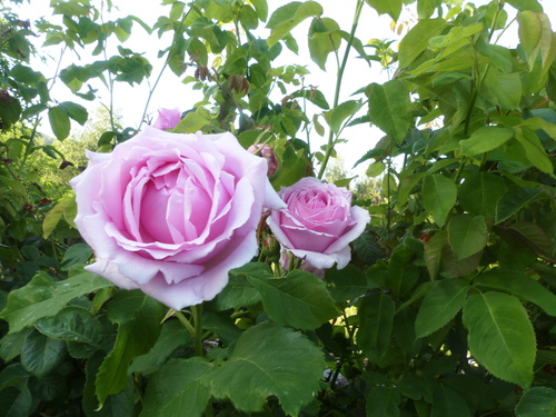 les roses enciennes non remontante au jardin de l'abbaye saison 2017