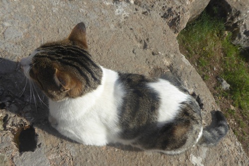 Chats de Grèce