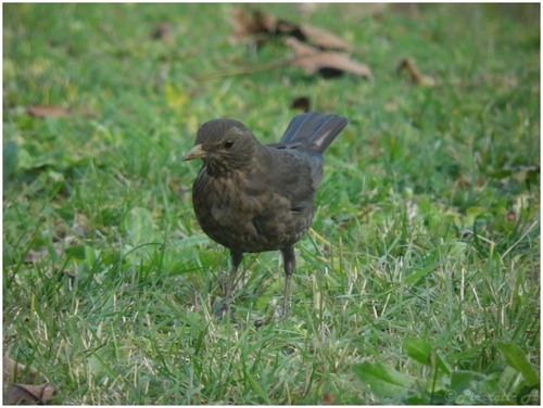 Quelques oiseaux au jardin