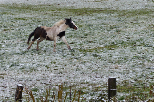 Au galop !