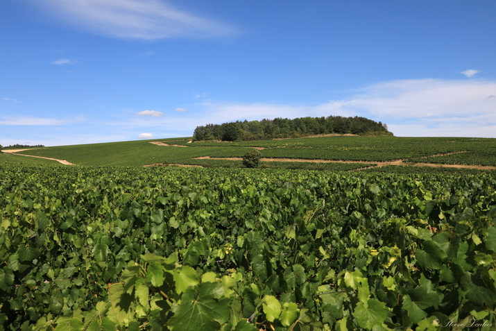 Le Vignoble de Chablis