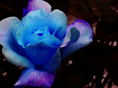  Rose bleue 