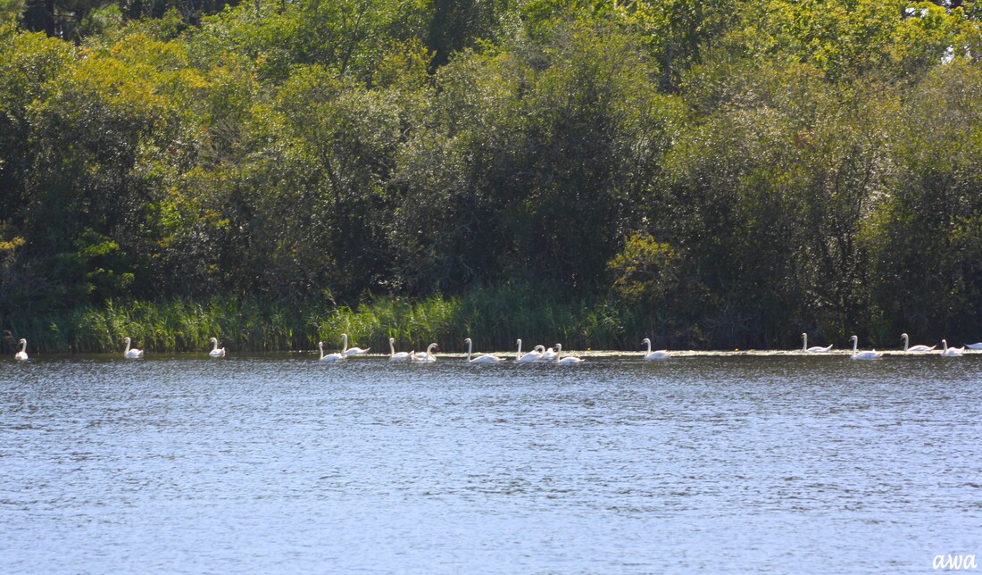 Vol du cygne