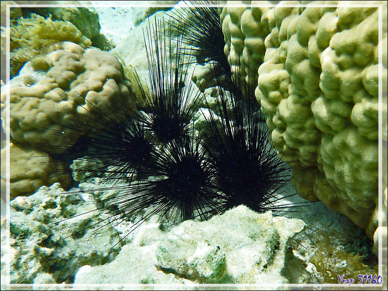 Qui s'y frotte ... s'en souviendra ! Oursin diadème de Savigny (Diadema savigny) - Jardin de Corail - Motu Tautau - Taha'a - Polynésie française