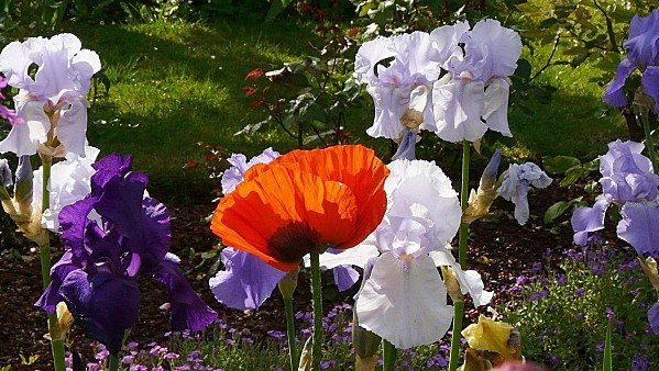 Giverny-Iris--31-mai-2010--Pan-228.jpg