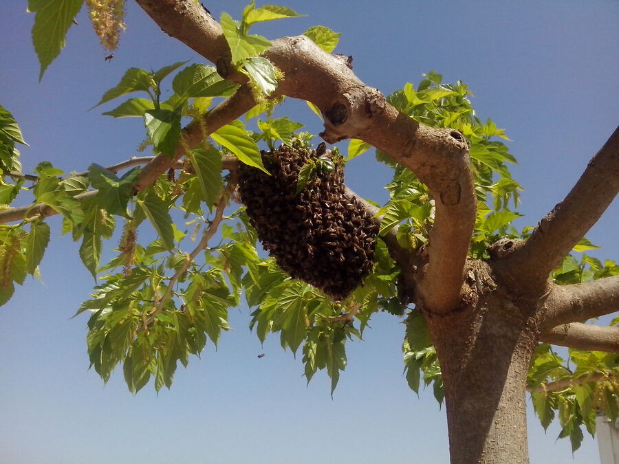 27 avril 2018 : Les abeilles débarquent