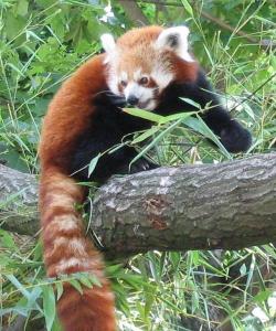 Panda roux
