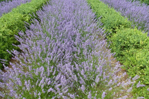  VISITE DE BEAUGENCY EN PHOTOS ......