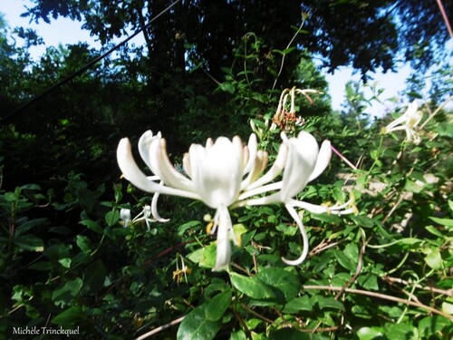 Des fleurs dans mon village, le 4 juillet (suite)....