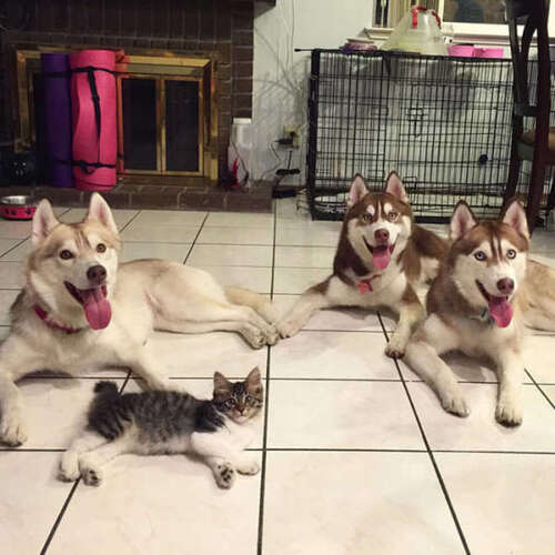  (-*♥*-)  Un chaton est adopté par des huskys et fait maintenant partie de leur famille  (-*♥*-)