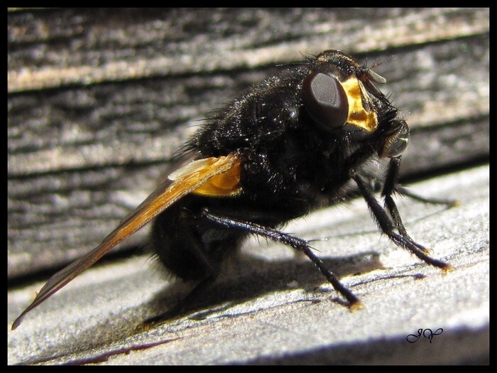 Mesembrina meridiana.