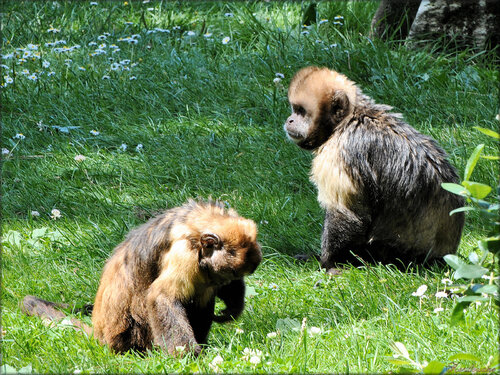 Photos de capucin à poitrine jaune (Zoo de la Palmyre)