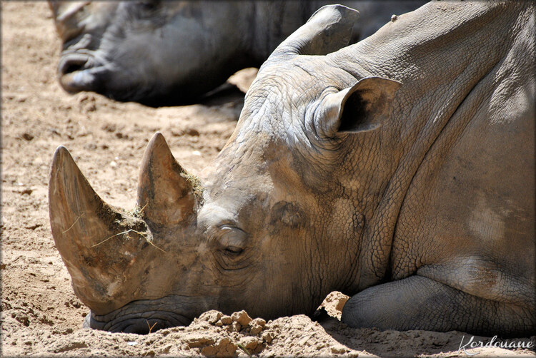 Photo Rhinocéros blanc du Zoo de la Palmyre