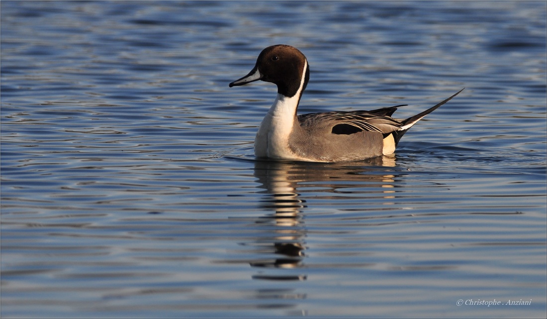 Canard Pilet ♂