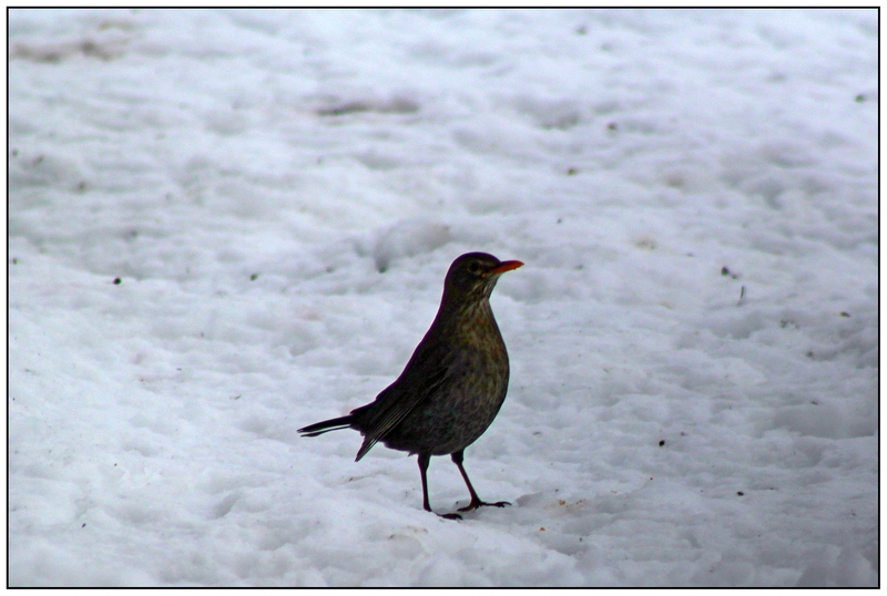 LES OISEAUX DU CIEL(neige)