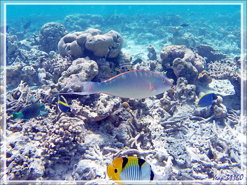  Snorkeling : Poisson-perroquet jaune, Perroquet candelamoa, Perroquet chevalin, Perroquet à long nez, Longnose parrotfish, Candelamoa parrotfish (Hipposcarus harid) - Moofushi - Atoll d'Ari, Maldives