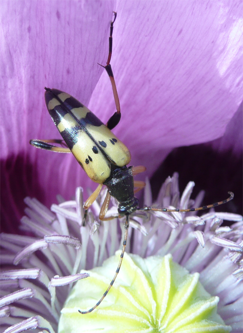 Lepture tachetée – Rutpela maculata