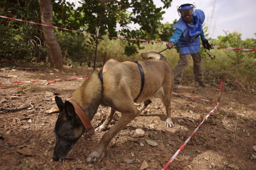 Un chien démineur renifle le sol dans une zone dégagée sous la direction d'un démineur dans sa tenue de protection de couleur bleue