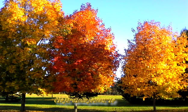 chance de profiter à l'automne d'un micro-climat en raison de la proximité du Ciron et de la Garonne. ... est entourée par 10 des premiers crus classés de l'appellation sauternes