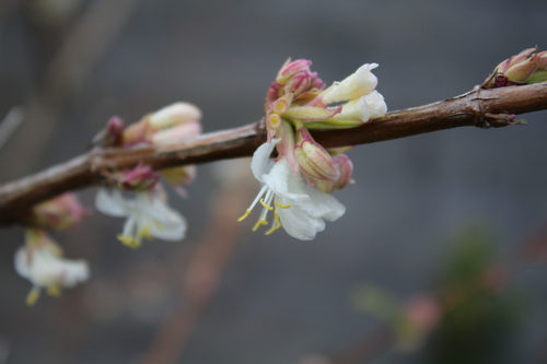 Floraison en cours