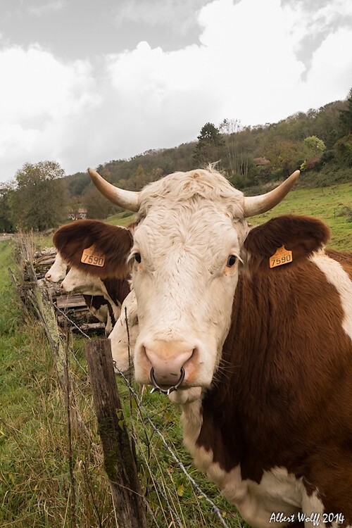 Des vaches brunes et blanches