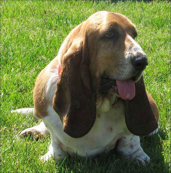 Basset hound